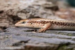 Roter Togo-Skink, Mabuya Perrotetii -Aquatlantis Verkauf Roter Togo Skink Mabuya perrotetii 1