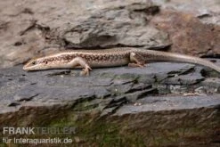 Roter Togo-Skink, Mabuya Perrotetii -Aquatlantis Verkauf Roter Togo Skink Mabuya perrotetii 2