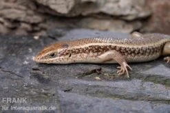 Roter Togo-Skink, Mabuya Perrotetii -Aquatlantis Verkauf Roter Togo Skink Mabuya perrotetii 3