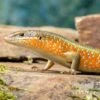 Roter Togo-Skink, Mabuya Perrotetii -Aquatlantis Verkauf Roter Togo Skink Mabuya perrotetii 4