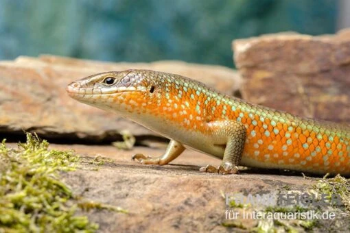 Roter Togo-Skink, Mabuya Perrotetii -Aquatlantis Verkauf Roter Togo Skink Mabuya perrotetii 4