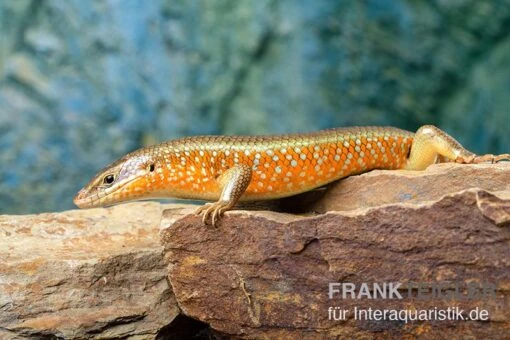 Roter Togo-Skink, Mabuya Perrotetii -Aquatlantis Verkauf Roter Togo Skink Mabuya perrotetii 5