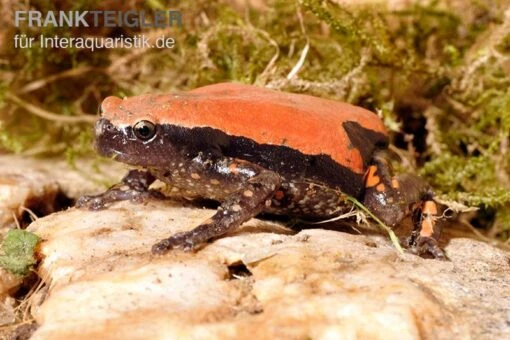 Roter Wendehalsfrosch, Phrynomantis Microps -Aquatlantis Verkauf Roter Wendehalsfrosch Phrynomantis microps 1