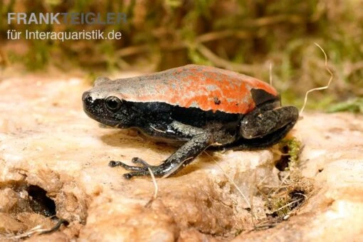 Roter Wendehalsfrosch, Phrynomantis Microps -Aquatlantis Verkauf Roter Wendehalsfrosch Phrynomantis microps 2