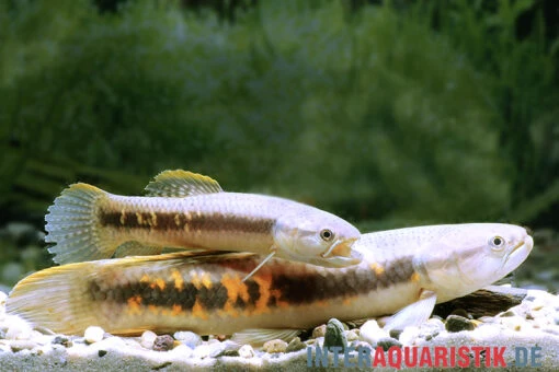 Roter Wolfsalmler Sp. Peru, Erythrinus Sp. Peru Red -Aquatlantis Verkauf Roter Wolfsalmler sp Peru Erythrinus sp Peru red neu 1