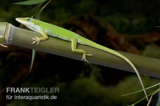 Rotkehlanolis, Anolis Carolinensis -Aquatlantis Verkauf Rotkehlanolis Anolis carolinensis 1