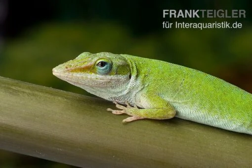 Rotkehlanolis, Anolis Carolinensis -Aquatlantis Verkauf Rotkehlanolis Anolis carolinensis 2