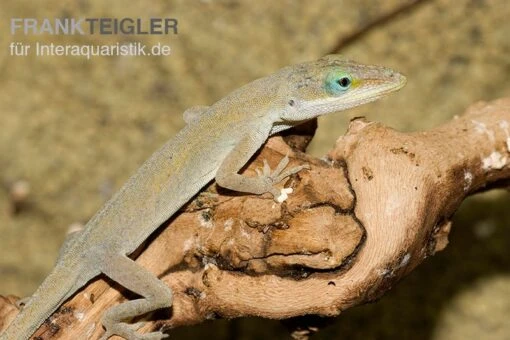 Rotkehlanolis, Anolis Carolinensis -Aquatlantis Verkauf Rotkehlanolis Anolis carolinensis 3