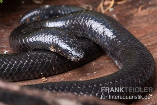 Rotschwanz-Walzenschlange, Cylindrophis Ruffus -Aquatlantis Verkauf Rotschwanz Walzenschlange Cylindrophis ruffus 1