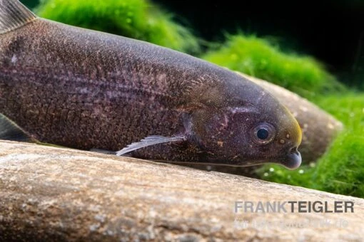 Rundnasen-Zwergnilhecht, Pollimyrus Isidori -Aquatlantis Verkauf Rundnasen Zwergnilhecht Pollimyrus isidori 2