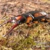 Savagei-Geweihkäfer, Prosopocoilus Savagei, Paarweise -Aquatlantis Verkauf Savagei Geweihkaefer Prosopocoilus savagei 1