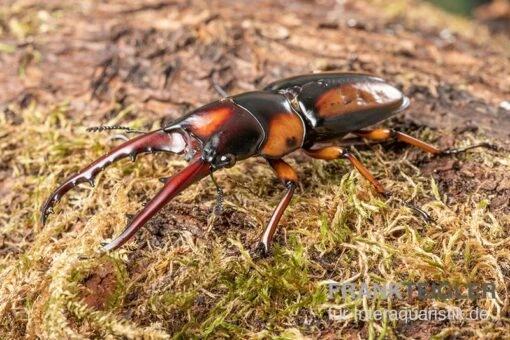 Savagei-Geweihkäfer, Prosopocoilus Savagei, Paarweise -Aquatlantis Verkauf Savagei Geweihkaefer Prosopocoilus savagei 1