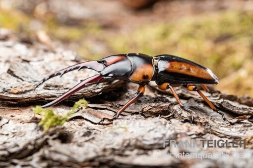 Savagei-Geweihkäfer, Prosopocoilus Savagei, Paarweise -Aquatlantis Verkauf Savagei Geweihkaefer Prosopocoilus savagei 2