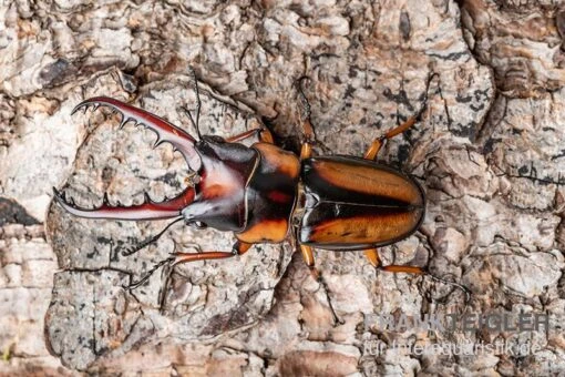 Savagei-Geweihkäfer, Prosopocoilus Savagei, Paarweise -Aquatlantis Verkauf Savagei Geweihkaefer Prosopocoilus savagei 3