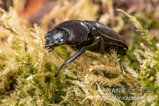 Savagei-Geweihkäfer, Prosopocoilus Savagei, Paarweise -Aquatlantis Verkauf Savagei Geweihkaefer Prosopocoilus savagei 4