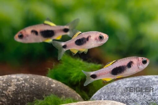 Schmetterlingsbarbe, Barbus Hulstaerti (Minifisch), 5 Stück -Aquatlantis Verkauf Schmetterlingsbarbe Barbus hulstaerti 1