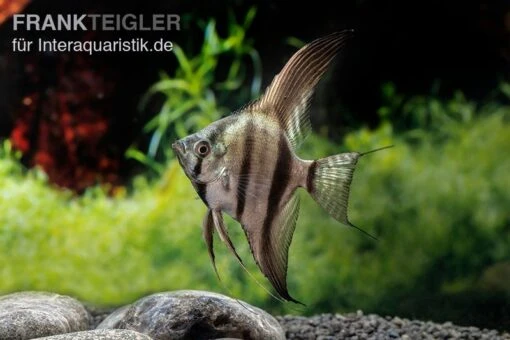 Schwarzblauer Skalar, Pterophyllum Scalare -Aquatlantis Verkauf Schwarzblauer Skalar Pterophyllum scalare 2