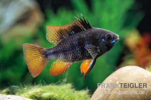 Schwarzer Schmetterlingsbuntbarsch, XL Microgeophagus Ramirezi "Black" -Aquatlantis Verkauf Schwarzer Schmetterlingsbuntbarsch 1