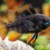 Schwarzer Schmetterlingsbuntbarsch, XL Microgeophagus Ramirezi "Black" -Aquatlantis Verkauf Schwarzer Schmetterlingsbuntbarsch 2