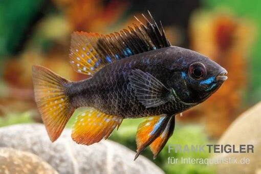 Schwarzer Schmetterlingsbuntbarsch, XL Microgeophagus Ramirezi "Black" -Aquatlantis Verkauf Schwarzer Schmetterlingsbuntbarsch 2