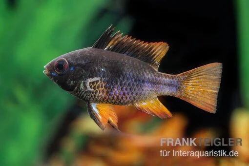 Schwarzer Schmetterlingsbuntbarsch, XL Microgeophagus Ramirezi "Black" -Aquatlantis Verkauf Schwarzer Schmetterlingsbuntbarsch 3