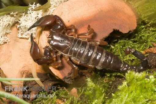 Schwarzer Thaiskorpion, Heterometrus Spinifer -Aquatlantis Verkauf Schwarzer Thaiskorpion Heterometrus spinifer 1