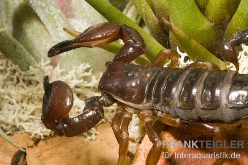 Schwarzer Thaiskorpion, Heterometrus Spinifer -Aquatlantis Verkauf Schwarzer Thaiskorpion Heterometrus spinifer 2