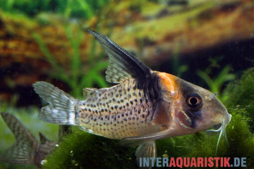 Schwarzsegel-Panzerwels, Corydoras Brevirostris "CW27 High Fin" -Aquatlantis Verkauf Schwarzsegel Panzerwels Corydoras brevirostris CW27 High Fin 1