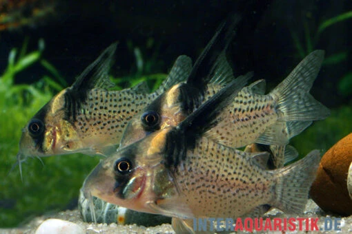 Schwarzsegel-Panzerwels, Corydoras Brevirostris "CW27 High Fin" -Aquatlantis Verkauf Schwarzsegel Panzerwels Corydoras brevirostris CW27 High Fin 2