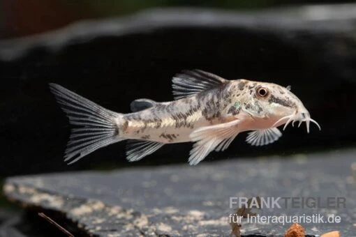 Schabracken-Panzerwels, Scleromystax Barbatus -Aquatlantis Verkauf Scleromystax barbatus 3