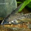 Schabracken-Panzerwels, Scleromystax Barbatus -Aquatlantis Verkauf Scleromystax barbatus Corydoras barbatus