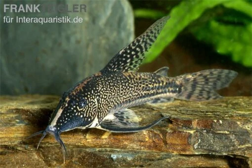 Schabracken-Panzerwels, Scleromystax Barbatus -Aquatlantis Verkauf Scleromystax barbatus Corydoras barbatus