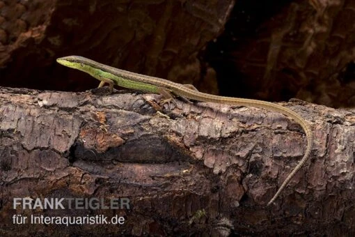 Sechsstreifen-Langschwanzeidechse, Takydromus Sexlineatus -Aquatlantis Verkauf Sechsstreifen Langschwanzeidechse Takydromus sexlineatus 1