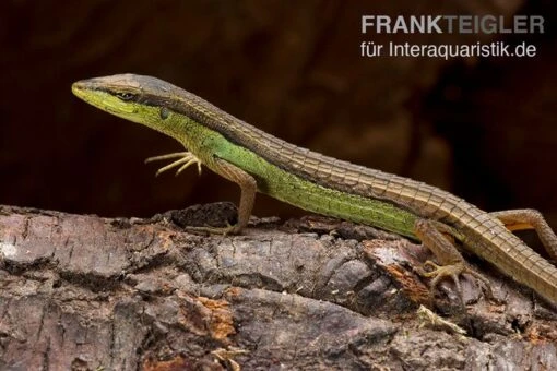 Sechsstreifen-Langschwanzeidechse, Takydromus Sexlineatus -Aquatlantis Verkauf Sechsstreifen Langschwanzeidechse Takydromus sexlineatus 2