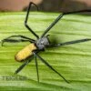 Seidenspinne, Nephila Senegalensis -Aquatlantis Verkauf Seidenspinne Nephila senegalensis 1