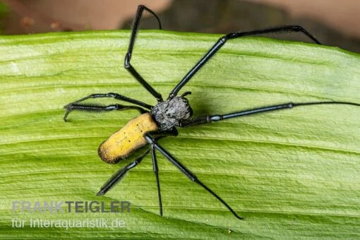 Seidenspinne, Nephila Senegalensis -Aquatlantis Verkauf Seidenspinne Nephila senegalensis 1