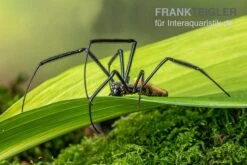 Seidenspinne, Nephila Senegalensis -Aquatlantis Verkauf Seidenspinne Nephila senegalensis 2