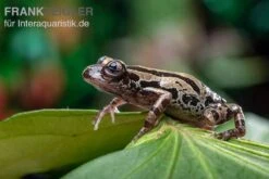 Aquatlantis Verkauf -Aquatlantis Verkauf Senegal Rennfrosch Kassina senegalensis 1