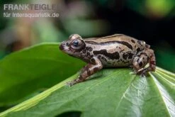 Aquatlantis Verkauf -Aquatlantis Verkauf Senegal Rennfrosch Kassina senegalensis 2