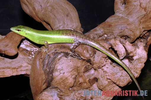 Smaragdgrüner Glanzskink, Lamprolepis Smaragdina -Aquatlantis Verkauf Smaragdgruener Glanzskink Lamprolepis smaragdina 1