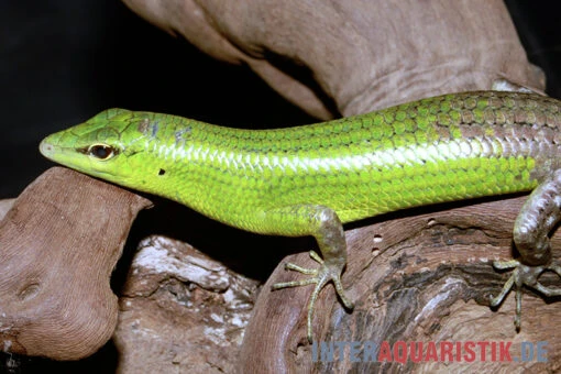 Smaragdgrüner Glanzskink, Lamprolepis Smaragdina -Aquatlantis Verkauf Smaragdgruener Glanzskink Lamprolepis smaragdina 2