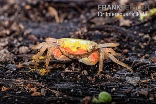 Smaragdkrabbe, Metasesarma Spec. "Green Emerald" (Emerald Crab) -Aquatlantis Verkauf Smaragdkrabbe Metasesarma spec Green Emerald 5 jpg