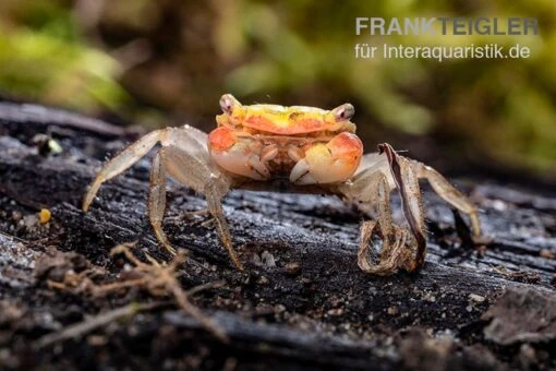 Smaragdkrabbe, Metasesarma Spec. "Green Emerald" (Emerald Crab) -Aquatlantis Verkauf Smaragdkrabbe Metasesarma spec Green Emerald 6 jpg