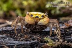 Smaragdkrabbe, Metasesarma Spec. "Green Emerald" (Emerald Crab) -Aquatlantis Verkauf Smaragdkrabbe Metasesarma spec Green Emerald 7 jpg