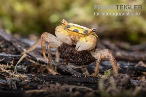 Smaragdkrabbe, Metasesarma Spec. "Green Emerald" (Emerald Crab) -Aquatlantis Verkauf Smaragdkrabbe Metasesarma spec Green Emerald 8 jpg