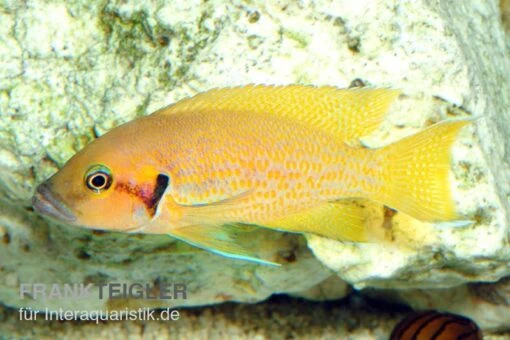 Sonnenblumen Feenbarsch, Neolamprologus Helanthius, DNZ -Aquatlantis Verkauf Sonnenblumen Feenbarsch Neolamprologus helianthus