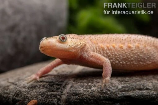 Spanischer Albino-Rippenmolch, Pleurodeles Waltl Albino -Aquatlantis Verkauf Spanischer Albino Rippenmolch Pleurodeles waltl albino 1