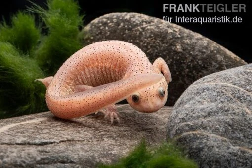 Spanischer Albino-Rippenmolch, Pleurodeles Waltl Albino -Aquatlantis Verkauf Spanischer Albino Rippenmolch Pleurodeles waltl albino 2