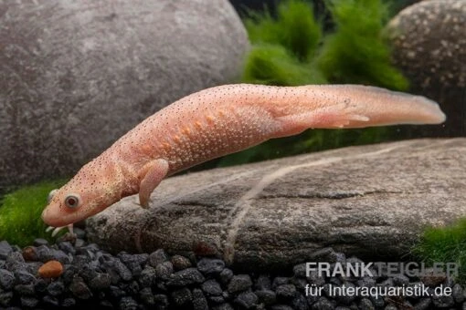 Spanischer Albino-Rippenmolch, Pleurodeles Waltl Albino -Aquatlantis Verkauf Spanischer Albino Rippenmolch Pleurodeles waltl albino 3