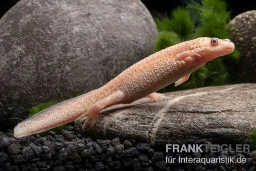 Spanischer Albino-Rippenmolch, Pleurodeles Waltl Albino -Aquatlantis Verkauf Spanischer Albino Rippenmolch Pleurodeles waltl albino 4